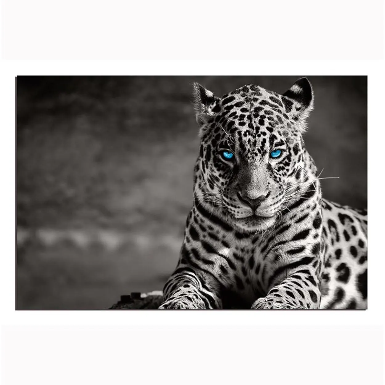 "Spotted Leopard in Black and White" Acrylic Wall Art (32"H x 48"W)